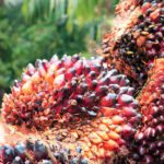 intervention funds oil palm, oil palm importing