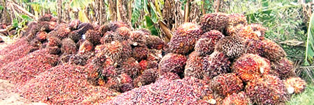 CBN, fund, Oil palm, intervention funds