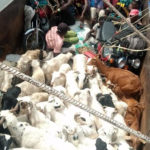 kaduna Animal Care, 75% of human diseases