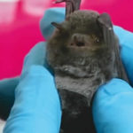 Coronavirus from bat