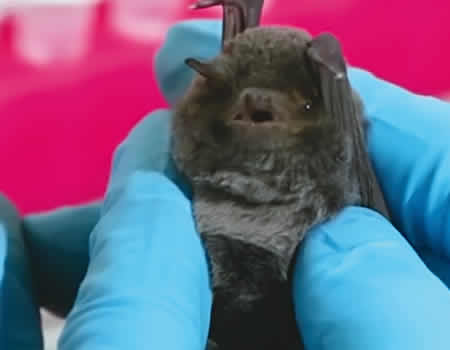 Coronavirus from bat