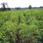 cassava, Cassava farmers