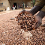 cocoa, cocoa processing in Nigeria