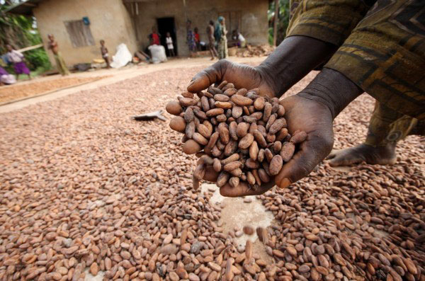 cocoa, cocoa processing in Nigeria