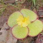 CostusSpectabilis