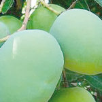 unripe mangoes, Mango stem bark hastens wound healing