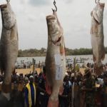 Tourism, Argungu festival