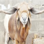 Eid al-Adha festival