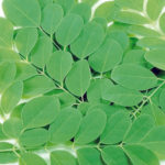 moringa olefeira