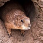 Bubonic plague hits China as COVID-19 ravages the world