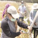 sustainable livelihood in the age of COVID-19