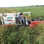 Rice plantation, agriculture, harvest