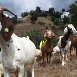 30 widows, 180 goats, Sokoto
