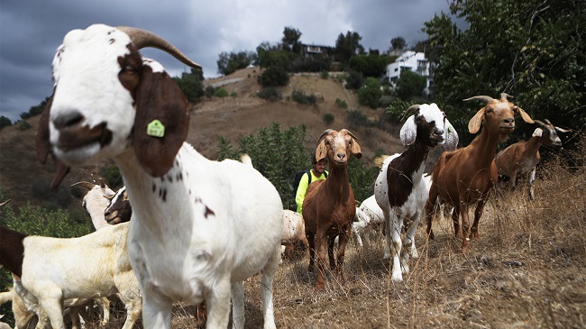 30 widows, 180 goats, Sokoto