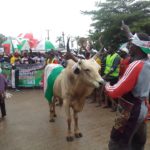 Benin butchers with live cow