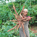formal system in cassava subsector