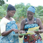 cassava