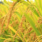 rice seed Rice: Nigeria hits 11m, Rice: Nigeria hits 11m tons, flood rice