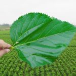 Mulberry leaf