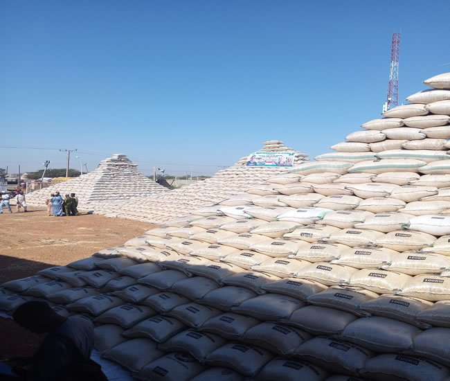 maize