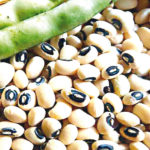 Ghana launches first homegrown GM crop