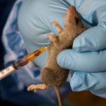 Benue records 46 Lassa fever cases, nine deaths