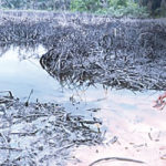 Hague Oil Spill, Panic in Bayelsa community, Pollution in Ogoniland