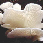 mushroom regulates blood pressure
