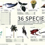 Extinct plant and animal