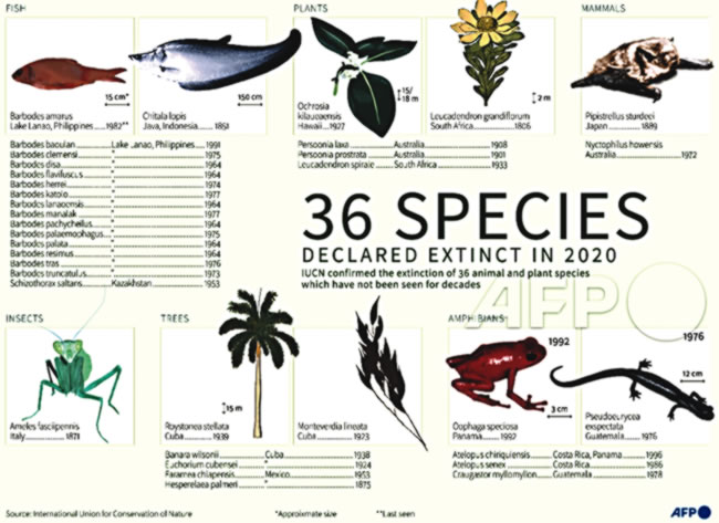 36 plant, animal species declared extinct in 2020 — IUCN - Tribune Online