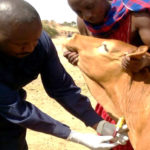 Veterinary, 250 veterinarians students