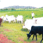 Ondo Amotekun arrests three herders, 180 cows for flouting anti-open grazing law, 180 cows for flouting anti-open grazing law, Kano govt, NABDA set for collaboration