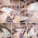 Suspected herdsmen kill four