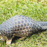 World Pangolin Day, NCF, LUFASI
