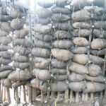 50MT yam storage facility
