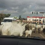Amotekun flushes out herdsmen
