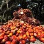 Oil palm growers frustrated , NPPAN to empower youths, dwindling fortunes in oil palm