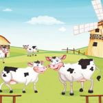 cows