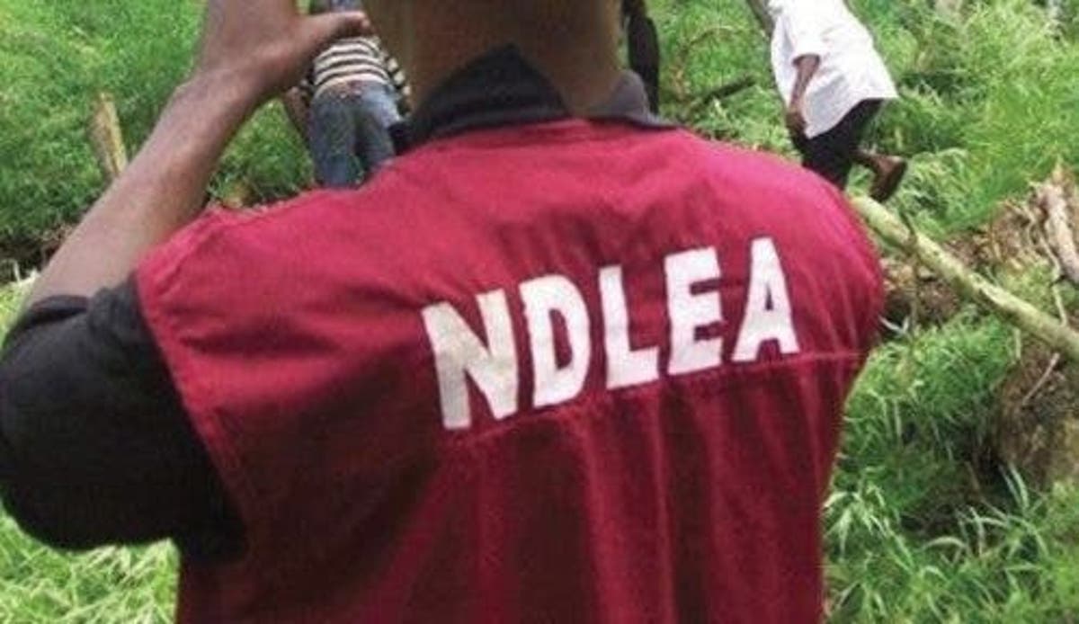 NDLEA arrests 60 suspects, NDLEA arrest drug traffickers, NDLEA intercepts heroin, NDLEA uncovers large farm of marijuana in Kano