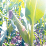 tela maize
