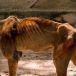 Starved lion in Kaduna