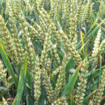 Former LCRI boss Olabanji seeks enabling environment metric tonnes of wheat to Katsina