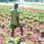 farmers