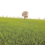 rice LIFE-ND 36 people kidnapped on Kaduna farm, successes in rural development