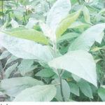 Bitter leaf could be a better drug