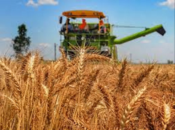 CBN moves to increase wheat production locally