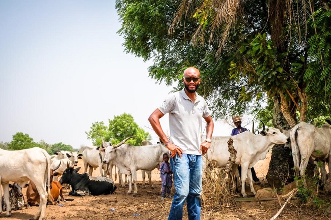 no ban on sale cows