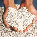 beans right to safe food, National demonstration open farmers appetite for PBR beans farming