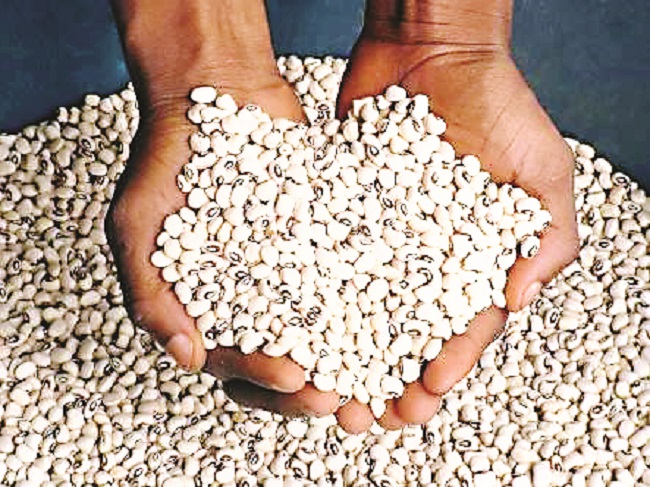 beans right to safe food, National demonstration open farmers appetite for PBR beans farming