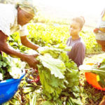 farmers climate women farms Nigerian govt prioritised agriculture